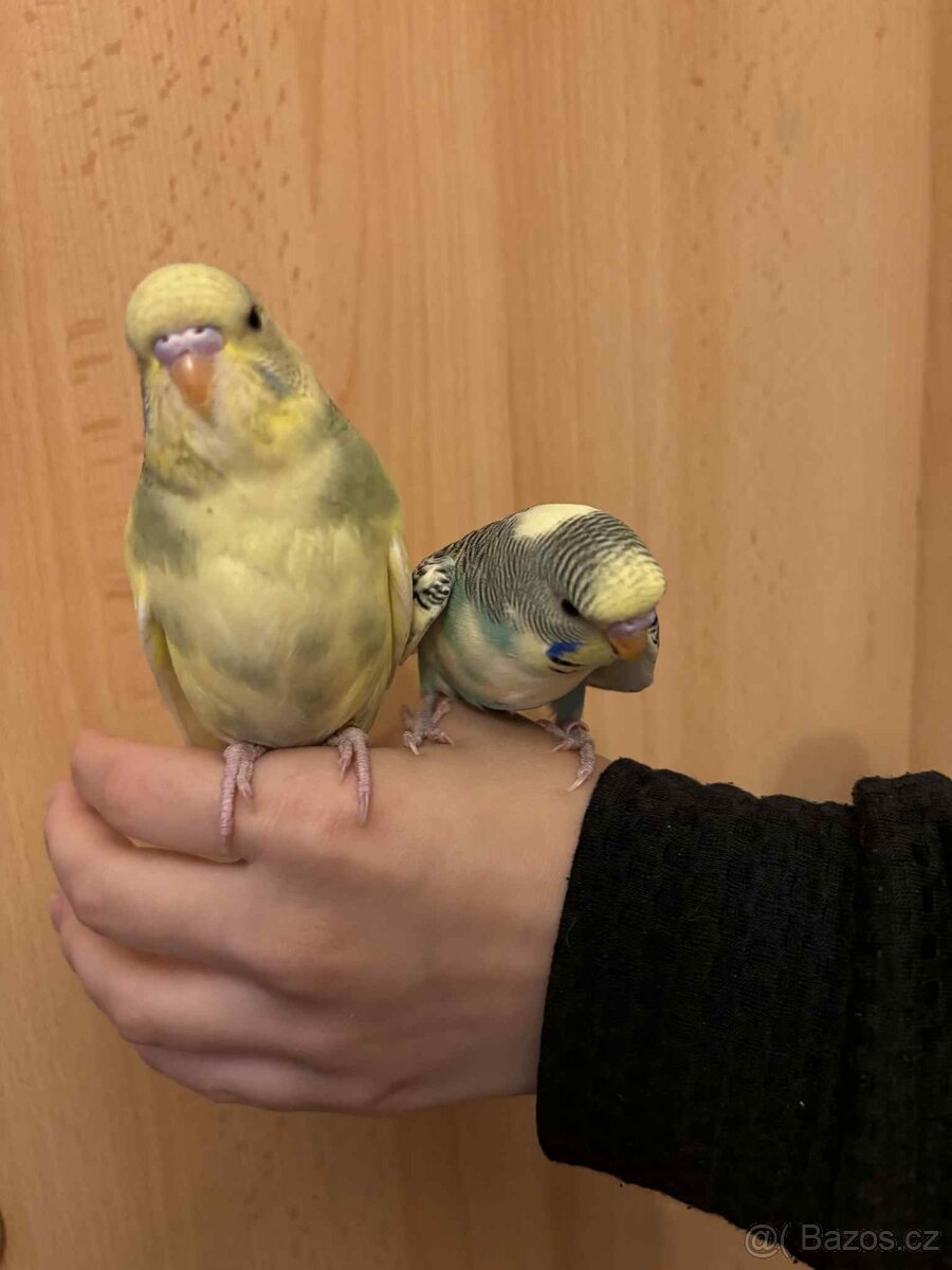 Prodám mladé andulky po vylétnutí z budky - 11