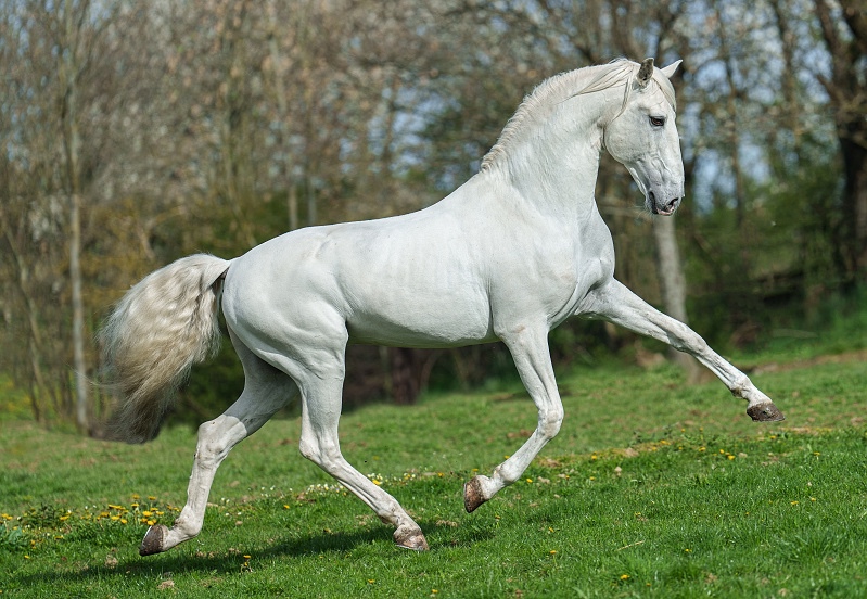 Perspektivní Lusitano klisna - 11