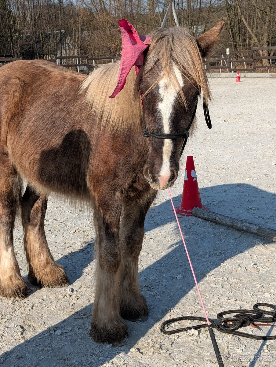 Roční valach irský cob - silver dapple - 11