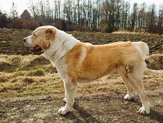 Středoasijský pastevecký pes, SAO štěňata s PP FCI, Alabai - 11