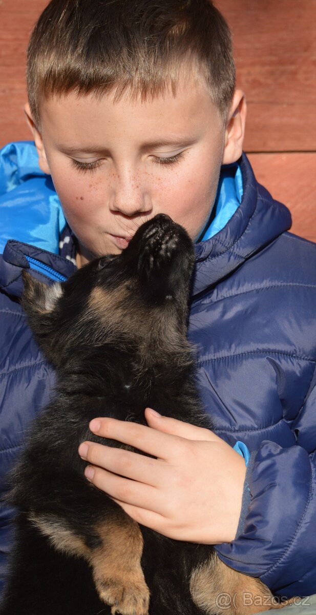 Německý ovčák-štěňata - 11