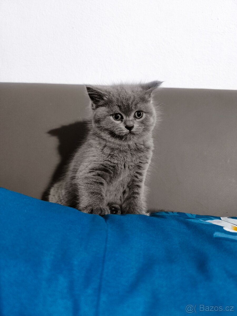 Britská Modrá koťátka - 11