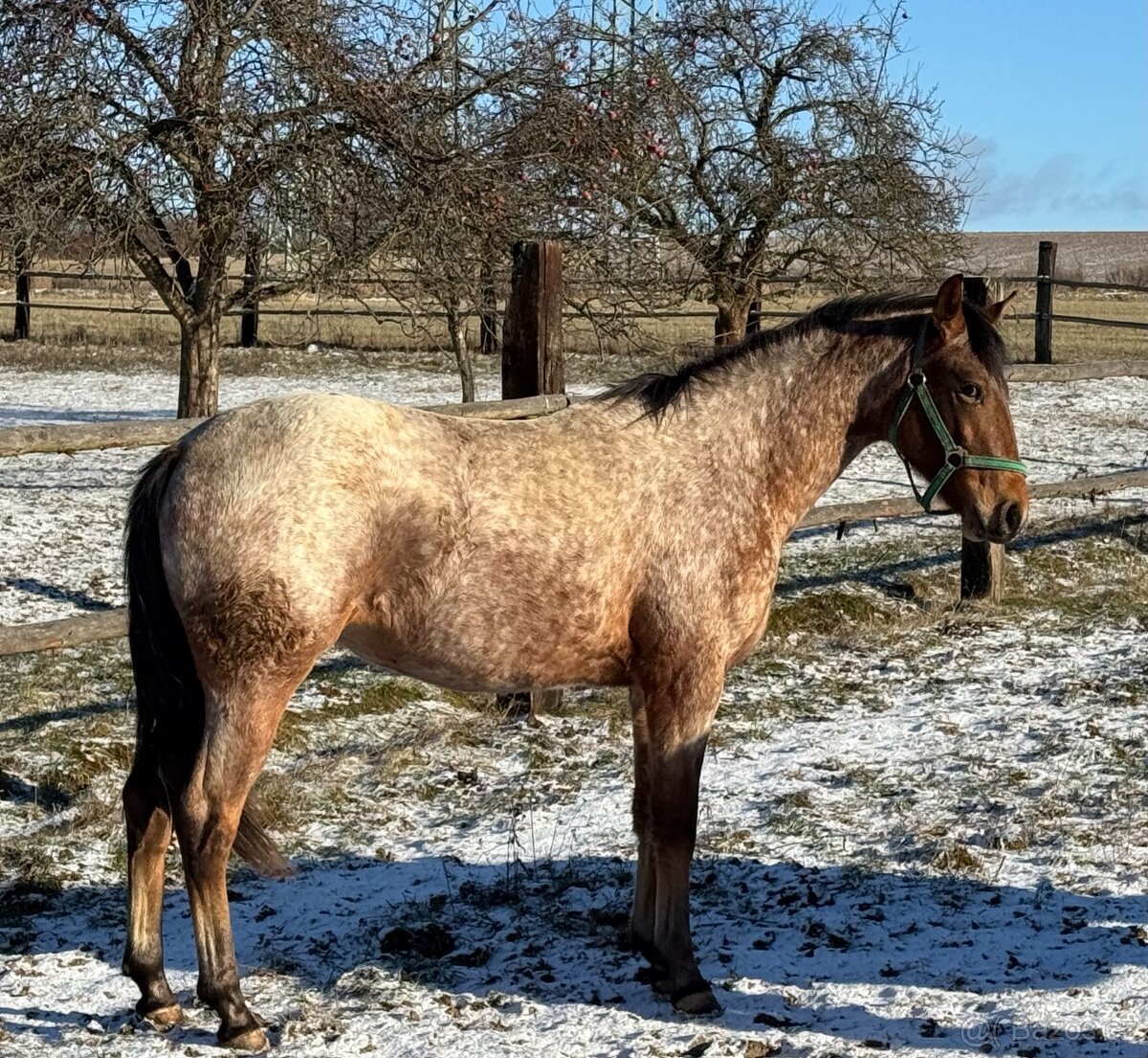 Prodám mladou klisnu zajímavé barvy - 11