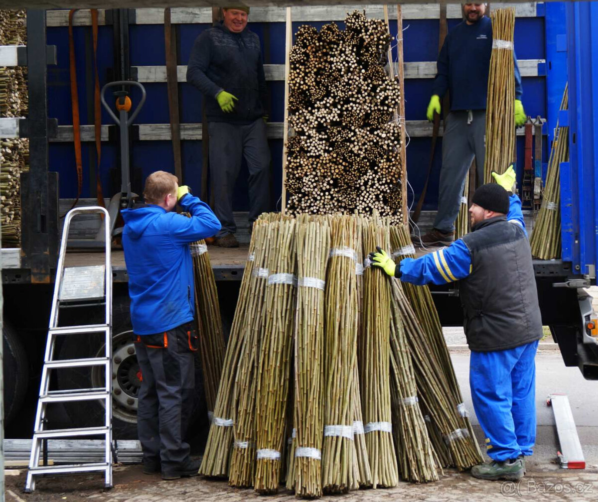 Japonský topol - sadba - 11