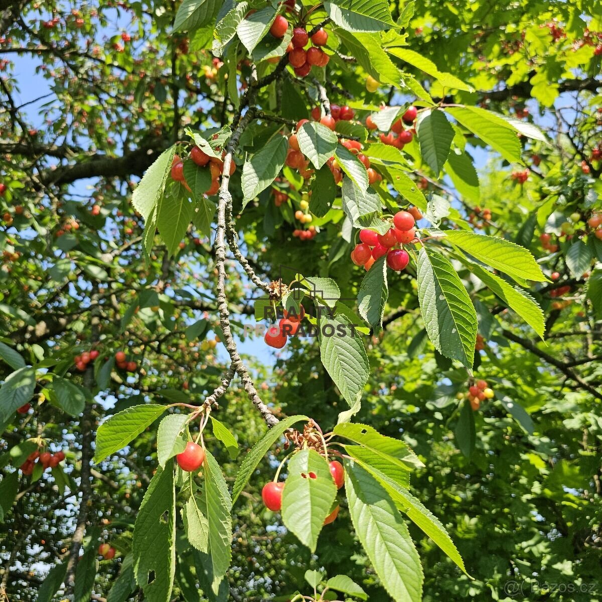 Prodej ovocného sadu 4 253 m2 v Koryčanech - 11