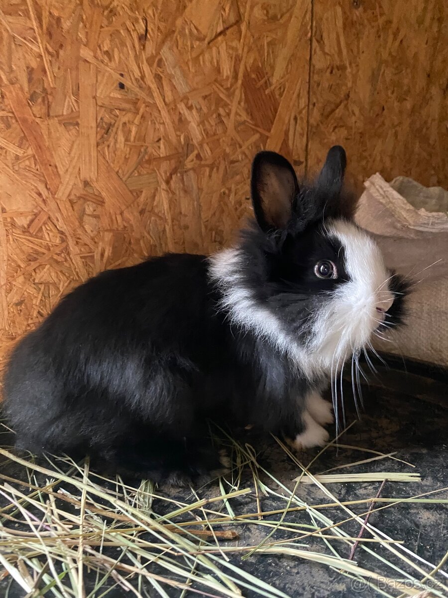 Králíci- zakrslý - 11