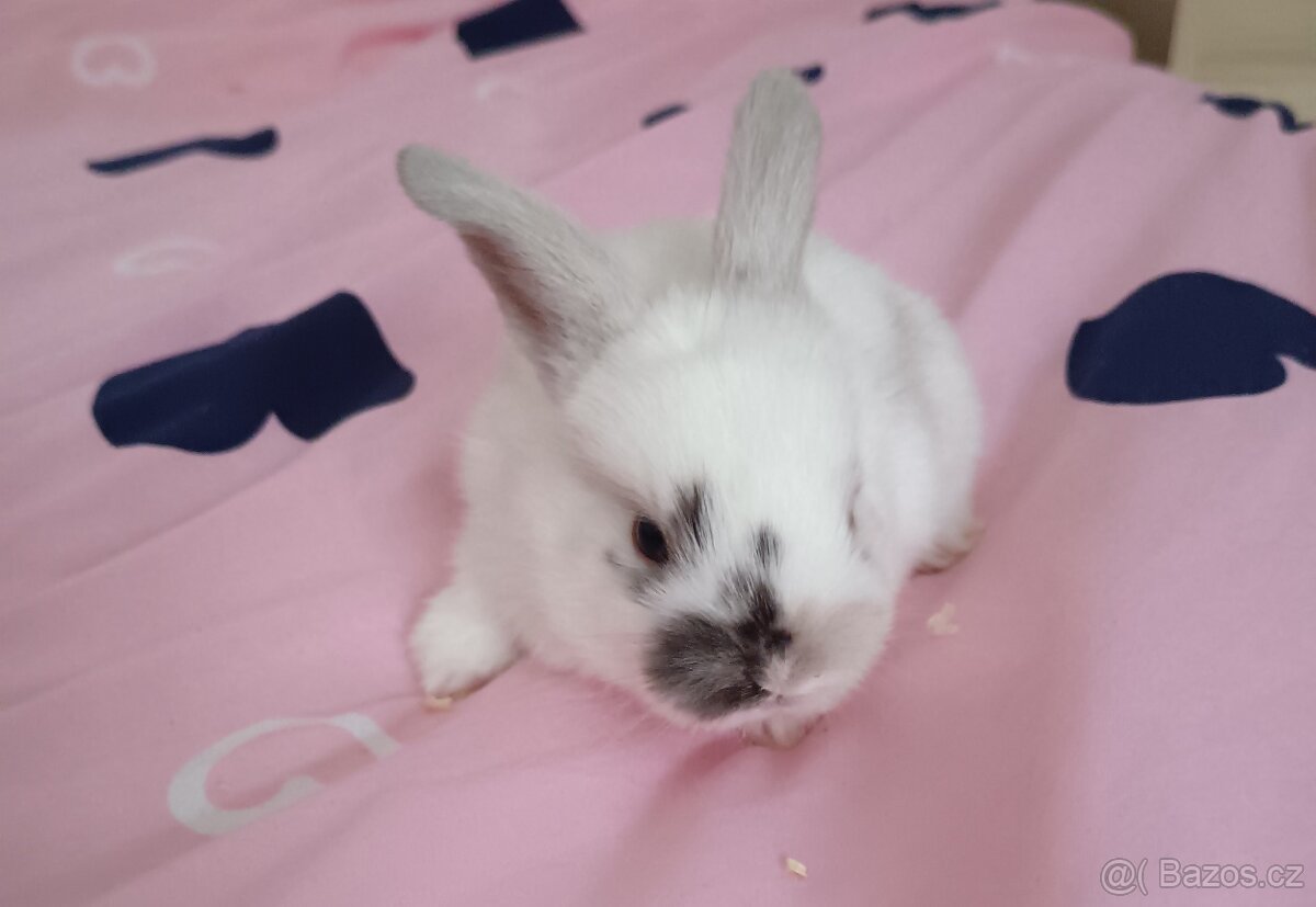 Zakrslý králík - 11