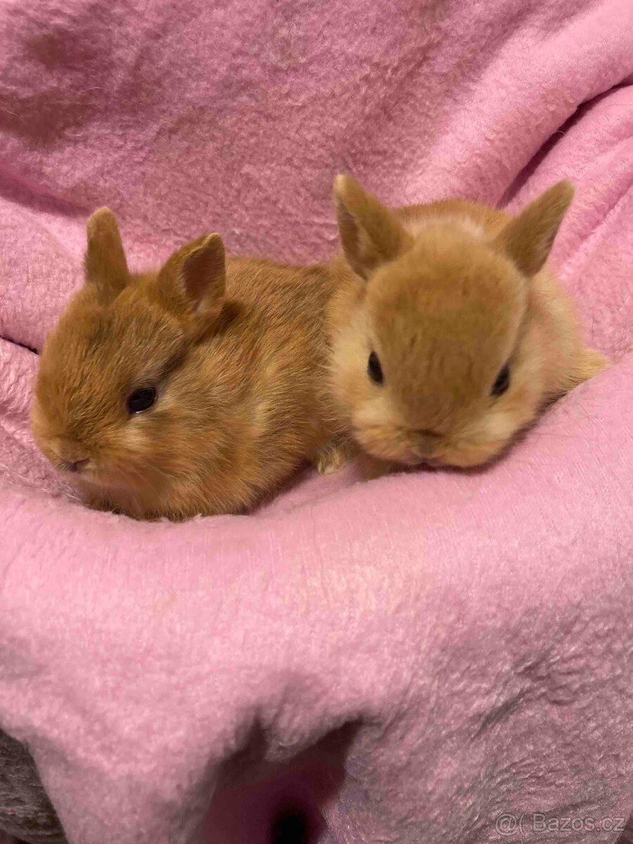 MORČATA, ZAKRSLÍ KRÁLÍCI - 11