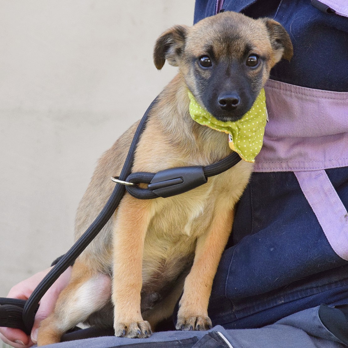 Samko hledá domov - 11