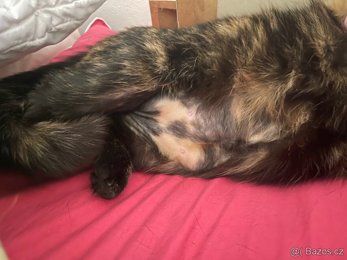 Daruji kočičku - 11