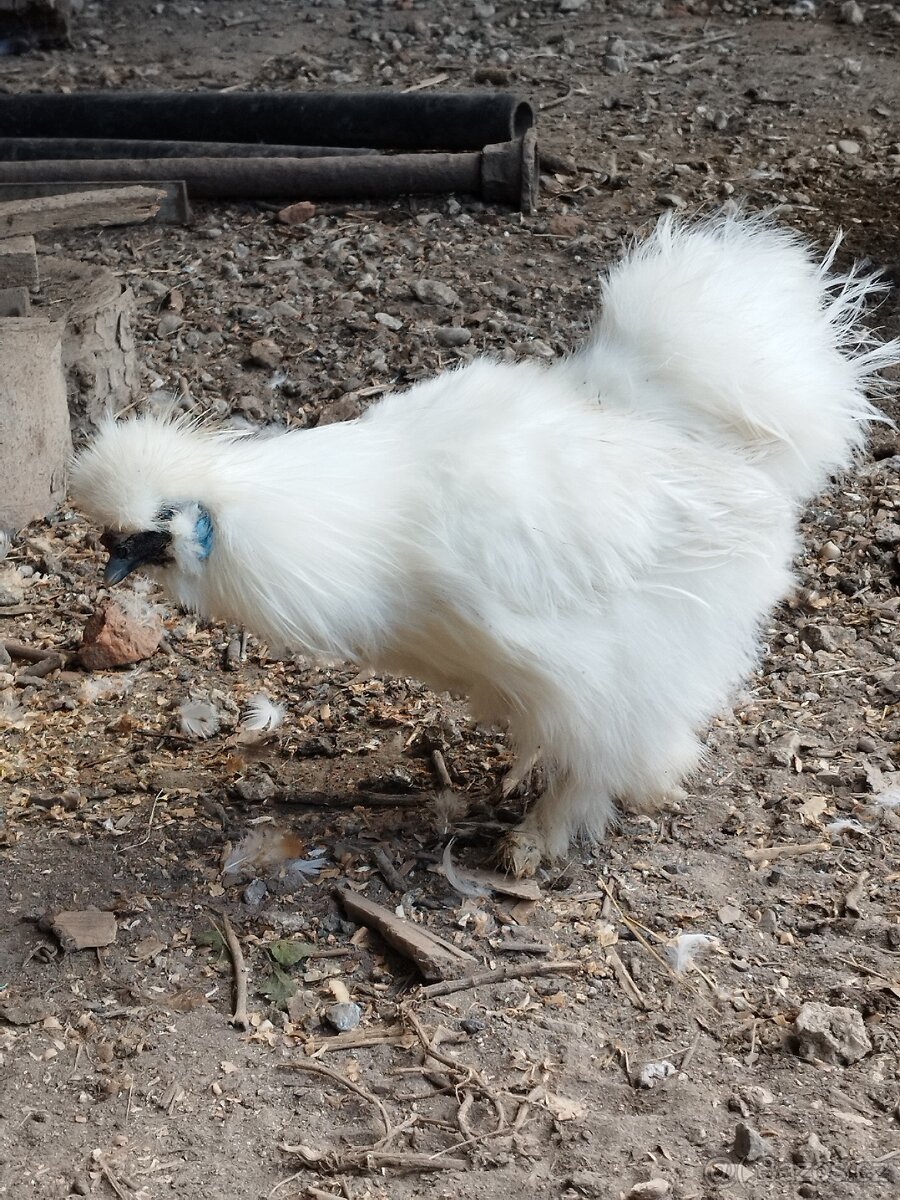 Kohout Hedvábnička vousatá - 11