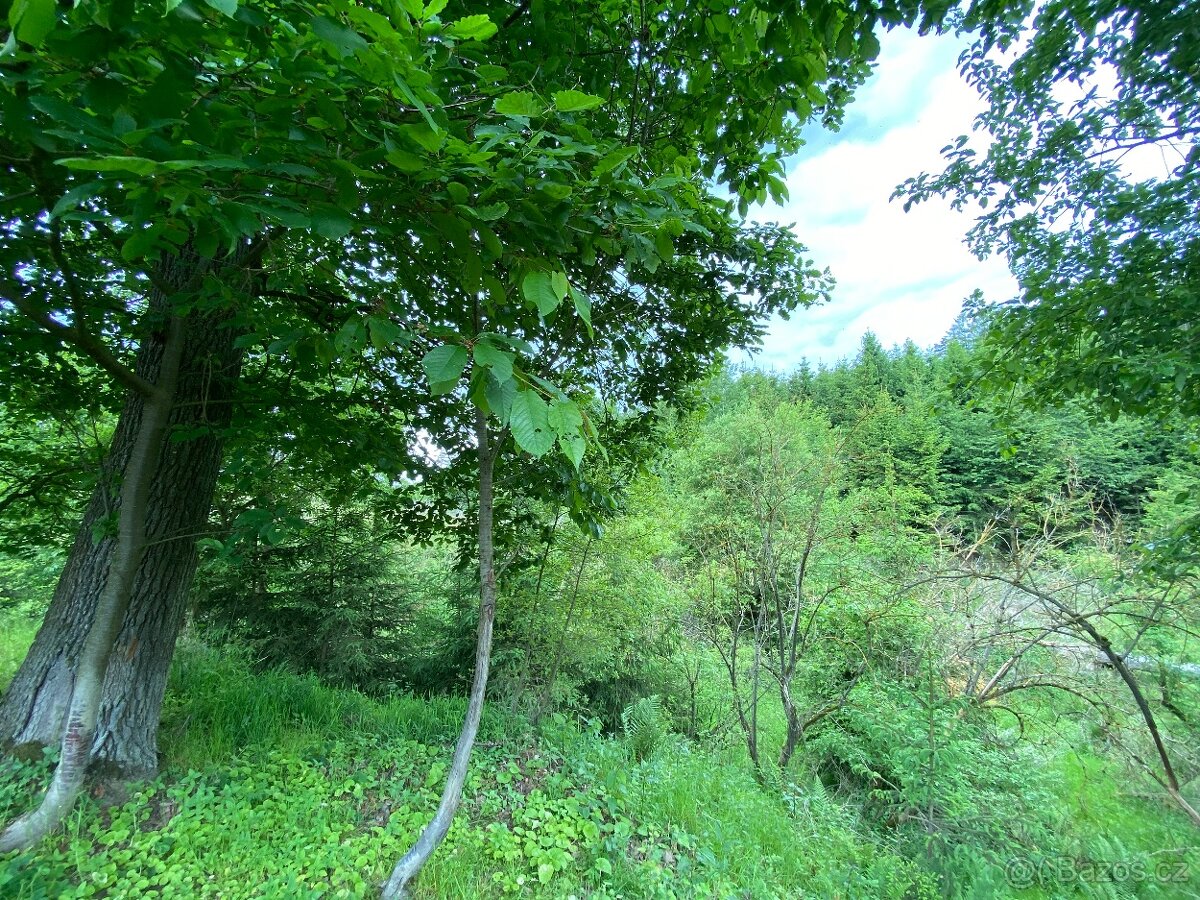 Lesní pozemek Lštění nad Zubřinou - 11
