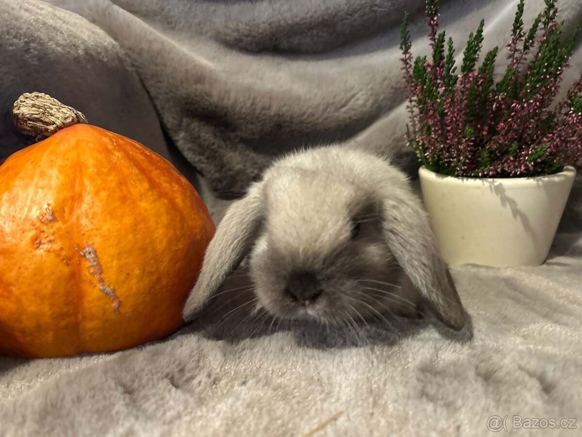 Minilop zakrslý kralíček - 11