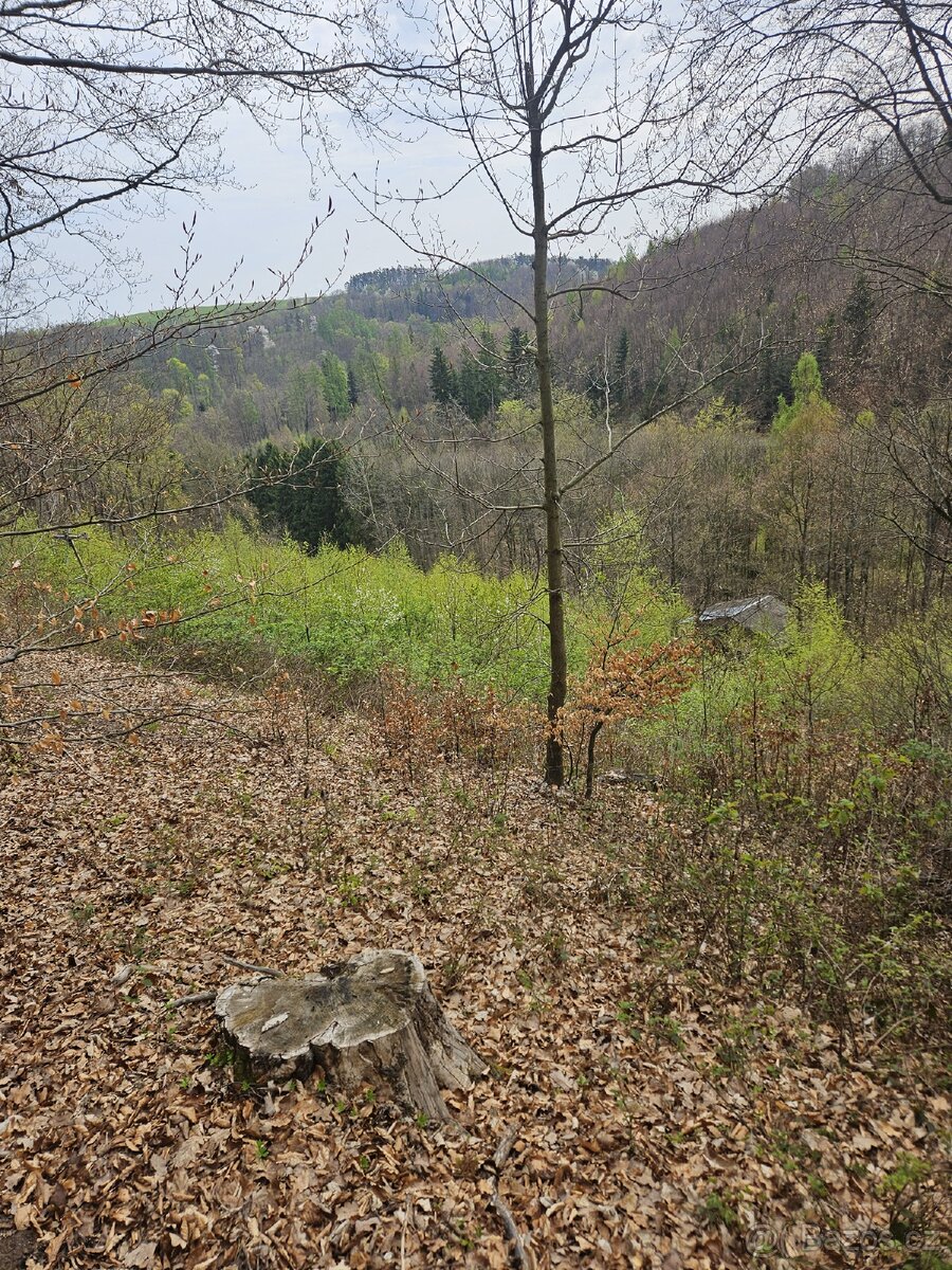 Lesní pozemek - 11