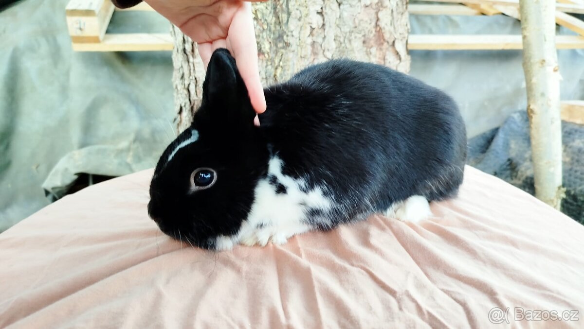 Zakrslý králík - 11