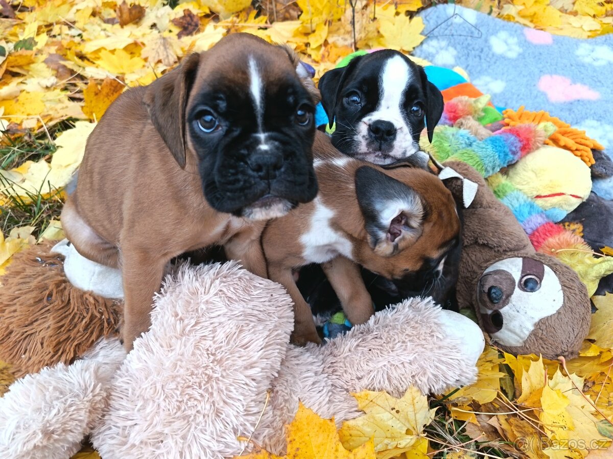 Německý boxer - 11