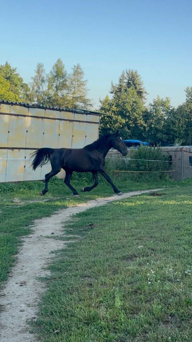 Černá kobylka - 11