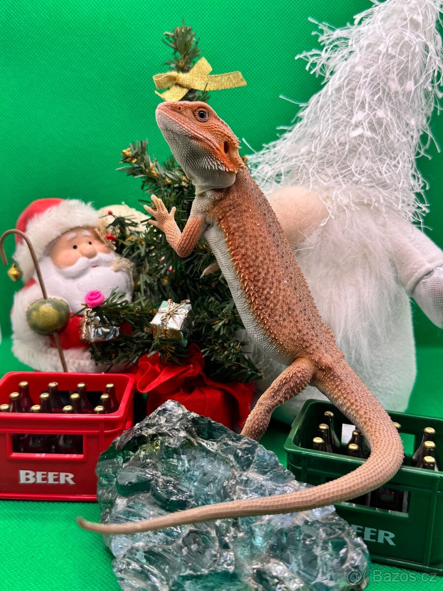 Agama Vousatá-Nejkrásnější mláďata sezóny - 11