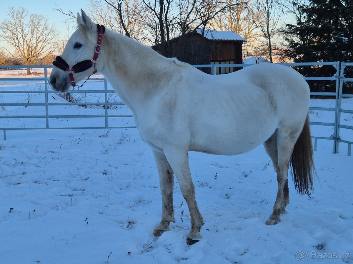 Shagya arab klisna 16-let - 11
