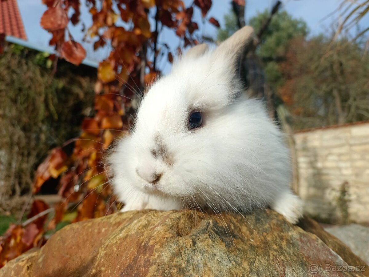 Zakrslý králíček - 11