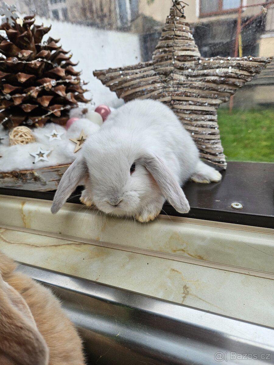 Zakrslý králík - 11