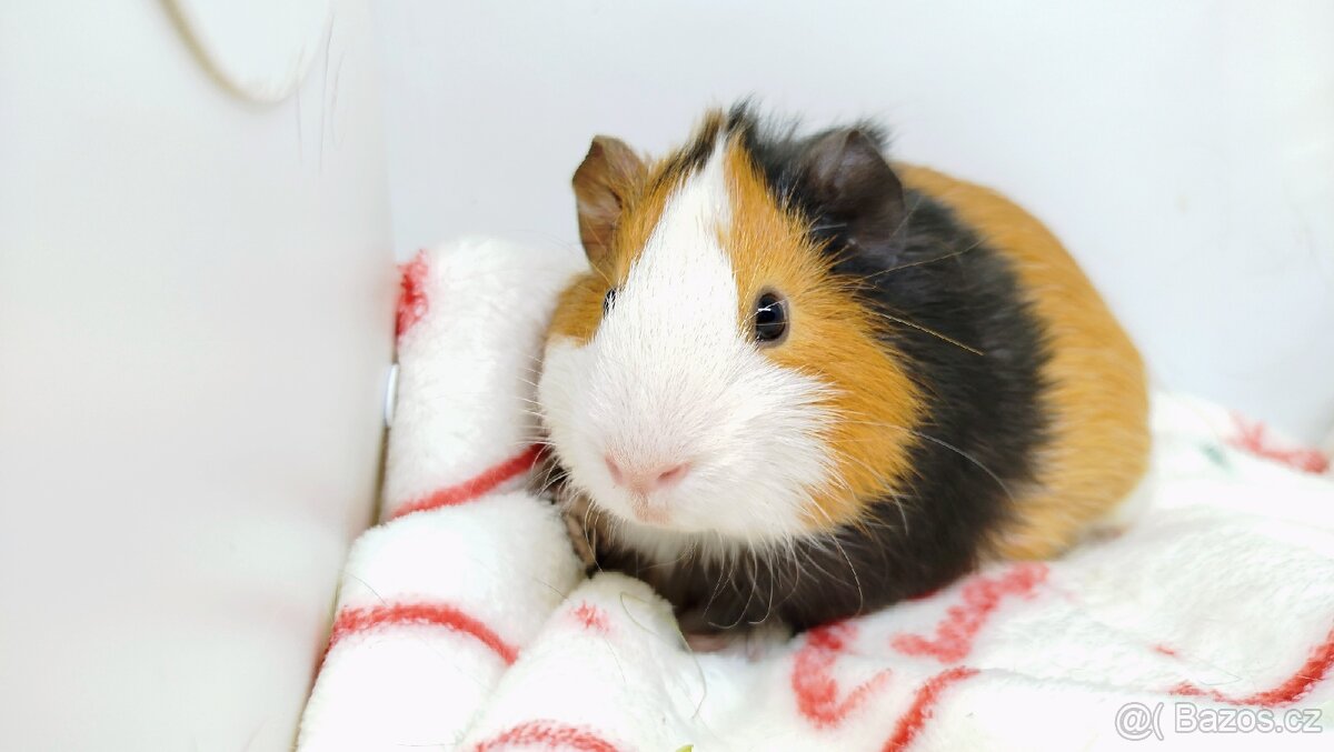 Morče, Morčata, Morčátko - KEVIN - 11