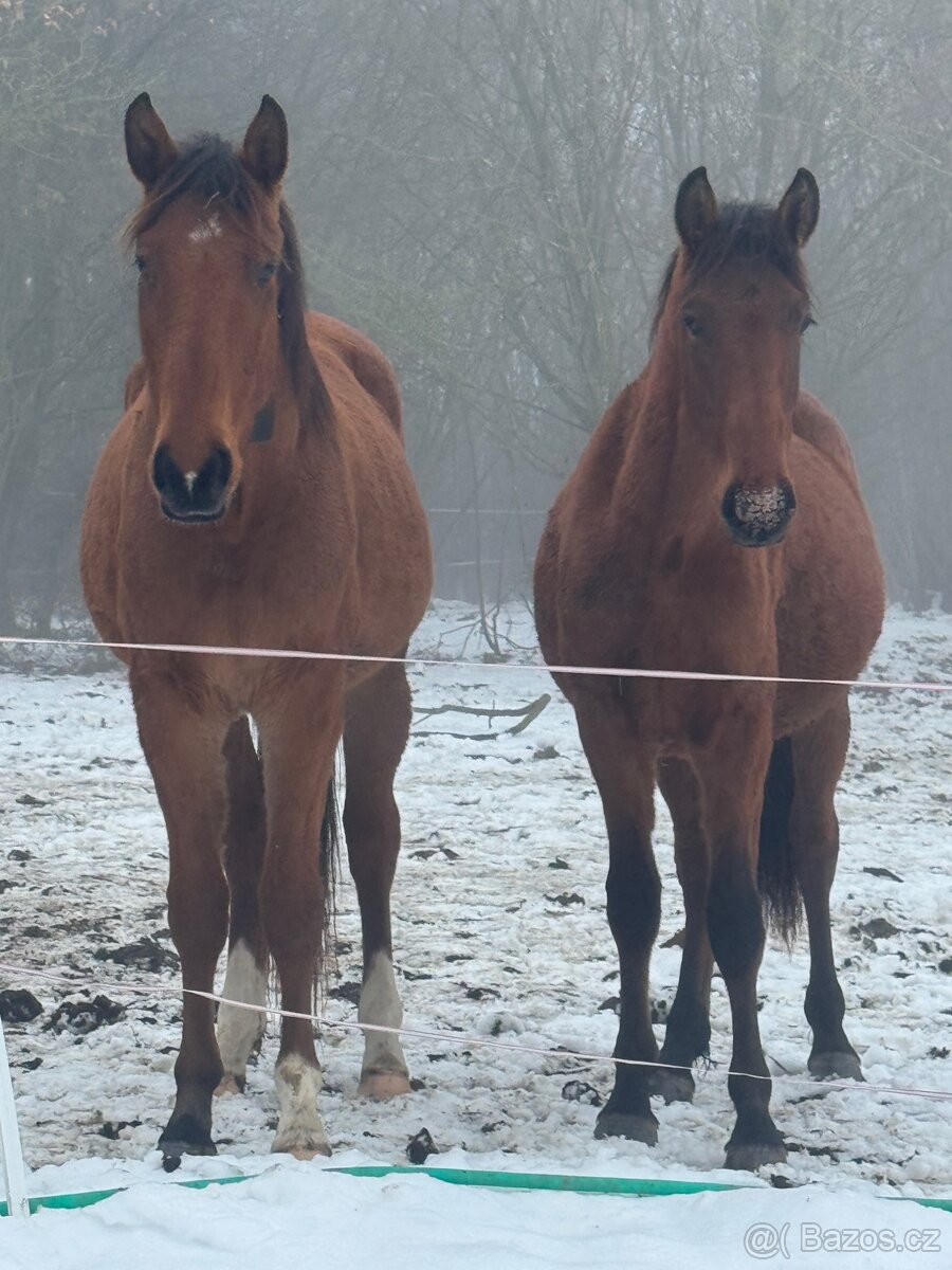 WPBR mohutný velký hřebeček - 11