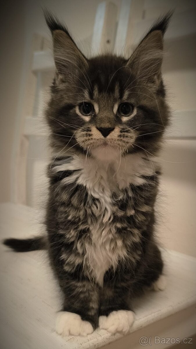 Mainská mývalí koťátka s PP - 11