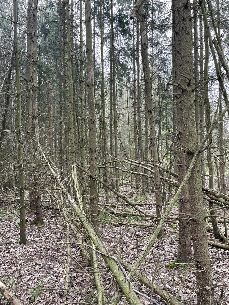 Prodám lesní pozemky v k.ú. Hradiště u Domažlic - 11