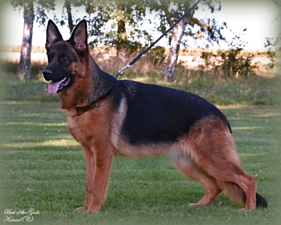 Německý Ovčák - štěňata - 11