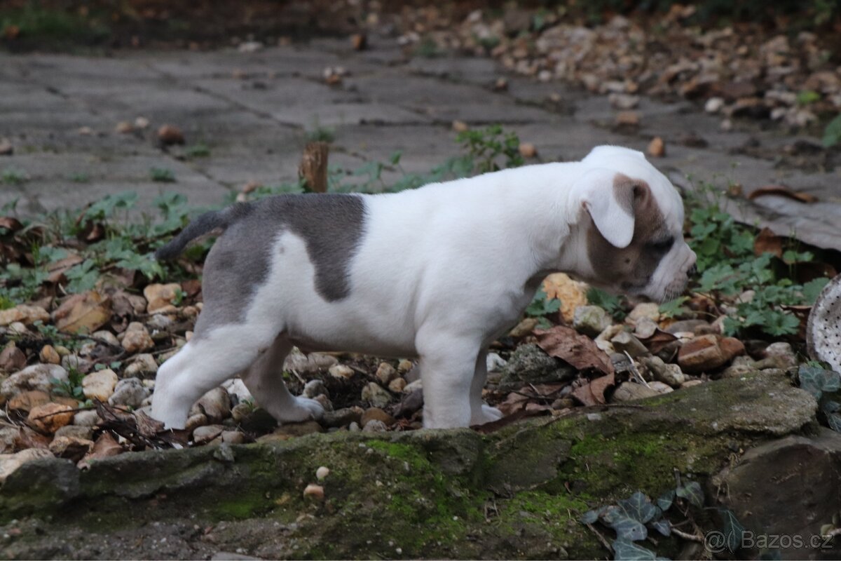 Americký stafordšírský teriér s PP pejsek 2 - 11
