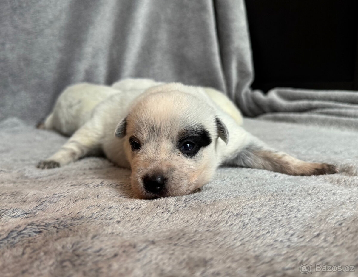 Australský honácký pes s PP - 11