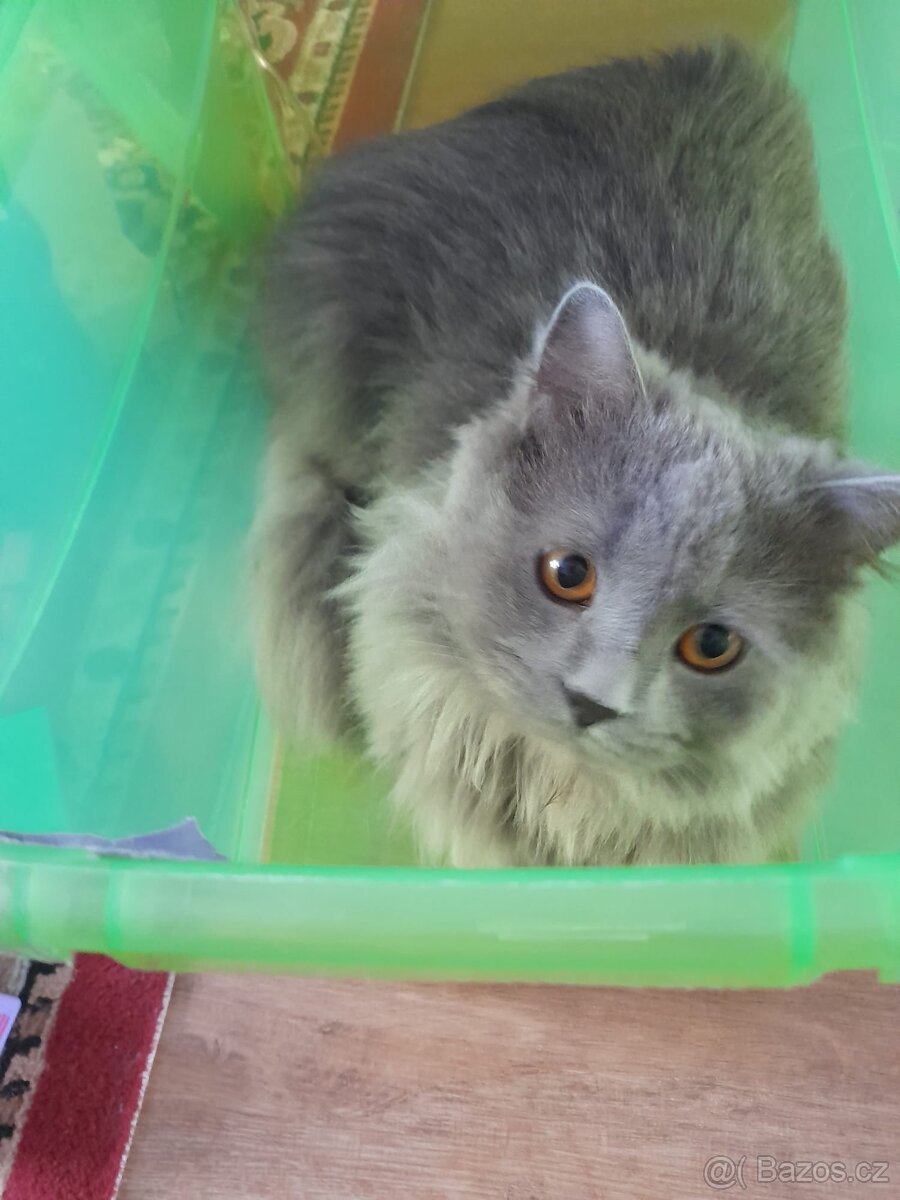 Prodej kocourka.. důvod stěhování - 11