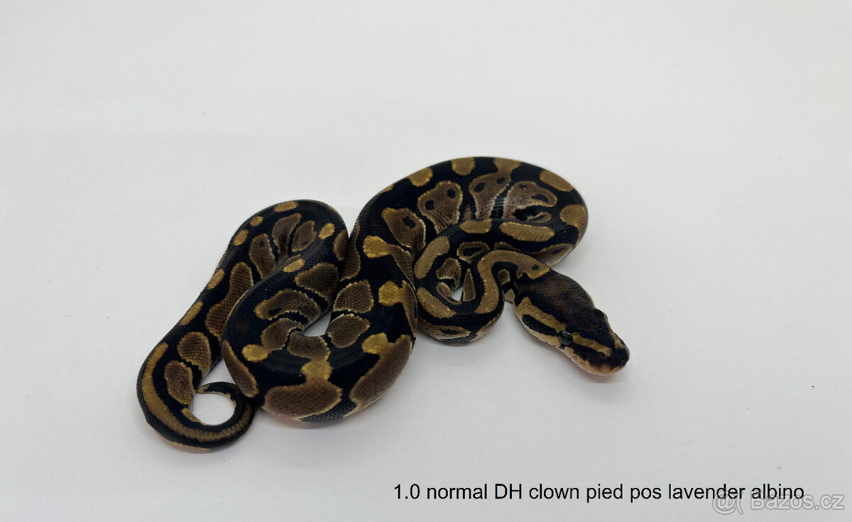 Krajta královská(Python regius) Vánoční sleva 20% - 11