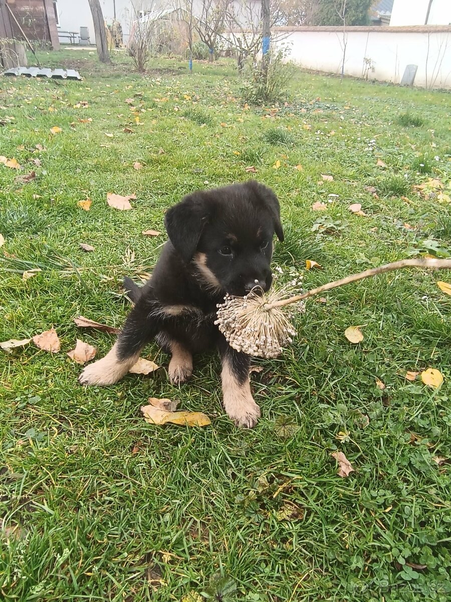 Německý ovčák - 11