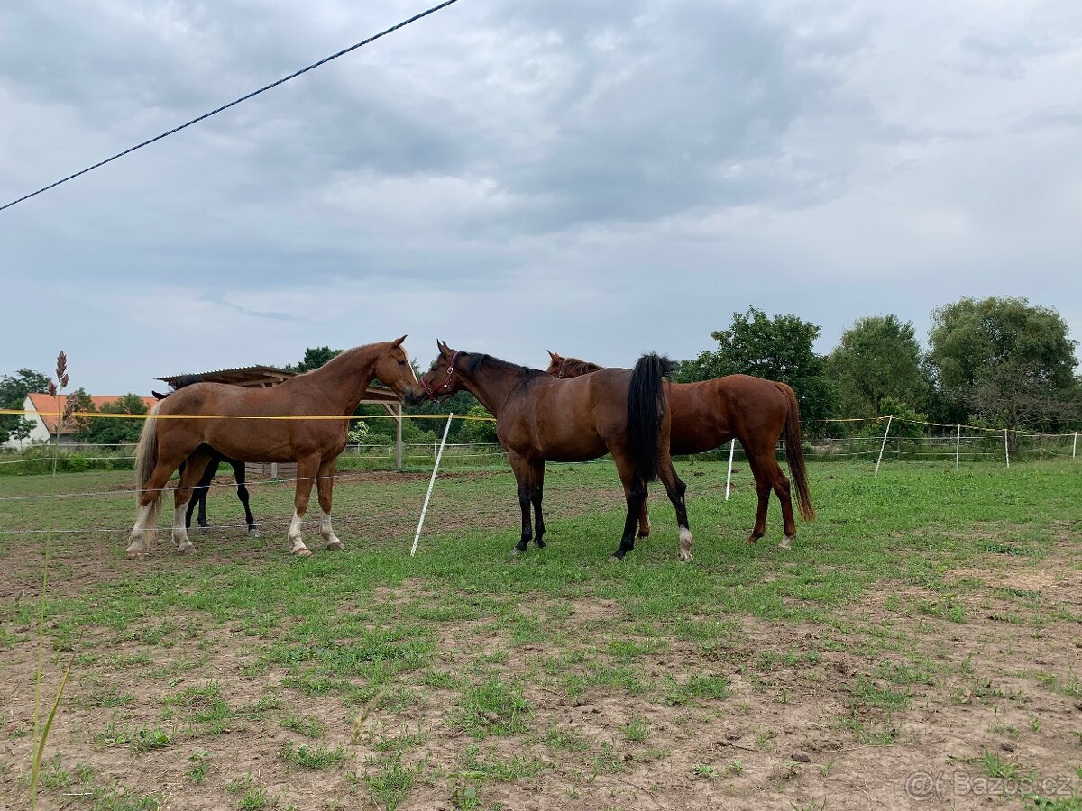 Ustájení Praha 4 - Písnice - 11