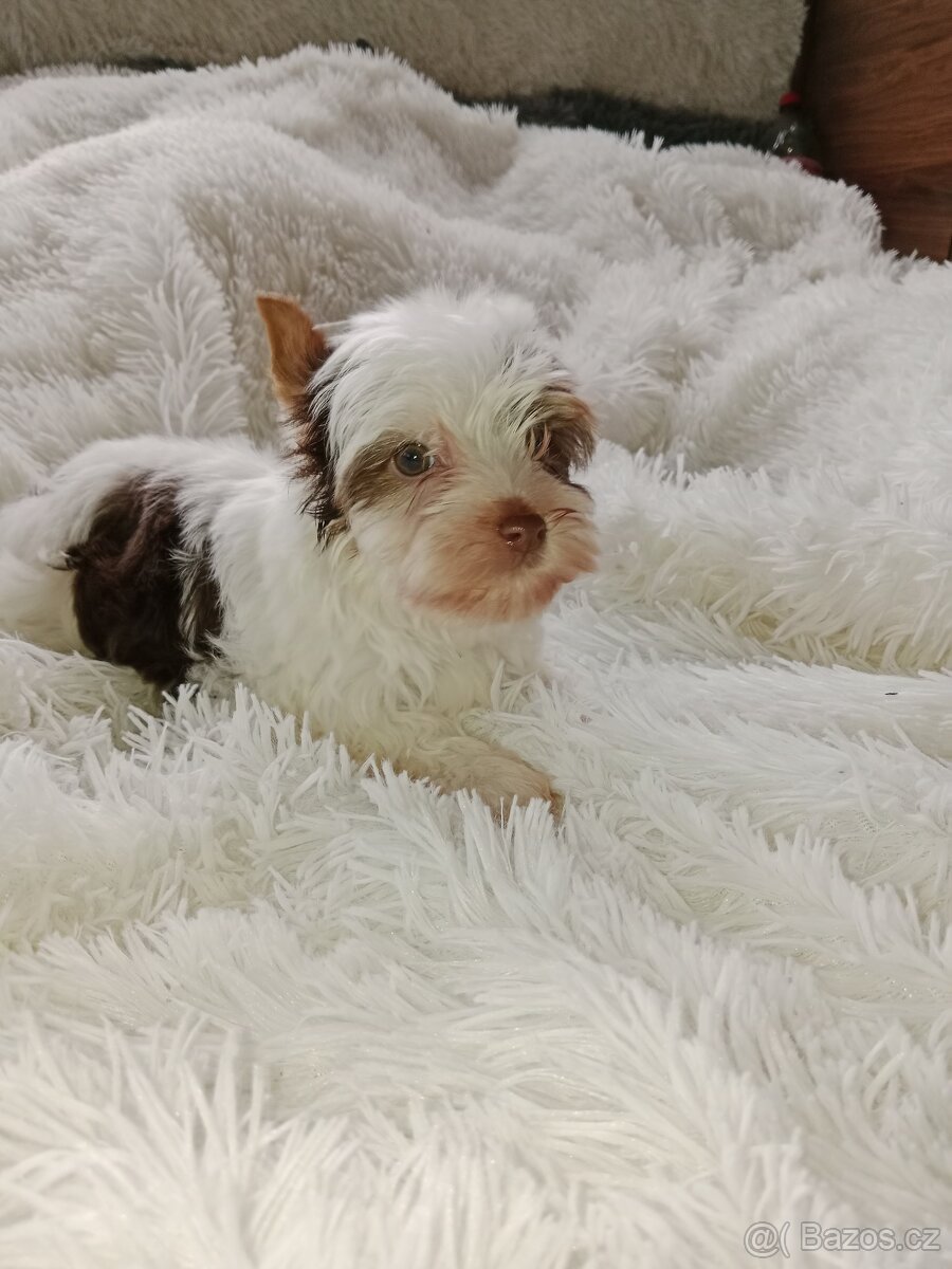 Jorkšírský teriér - 11