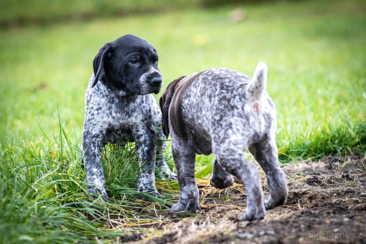 Štěňata - německý krátkosrstý ohař - 11