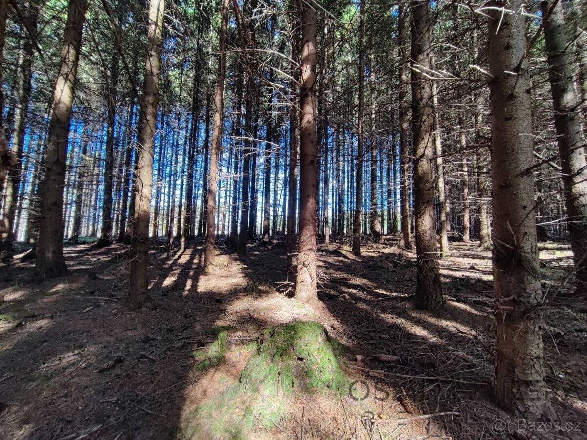 Prodej lesa 233 155 m² Žďár u Nové Včelnice - 11