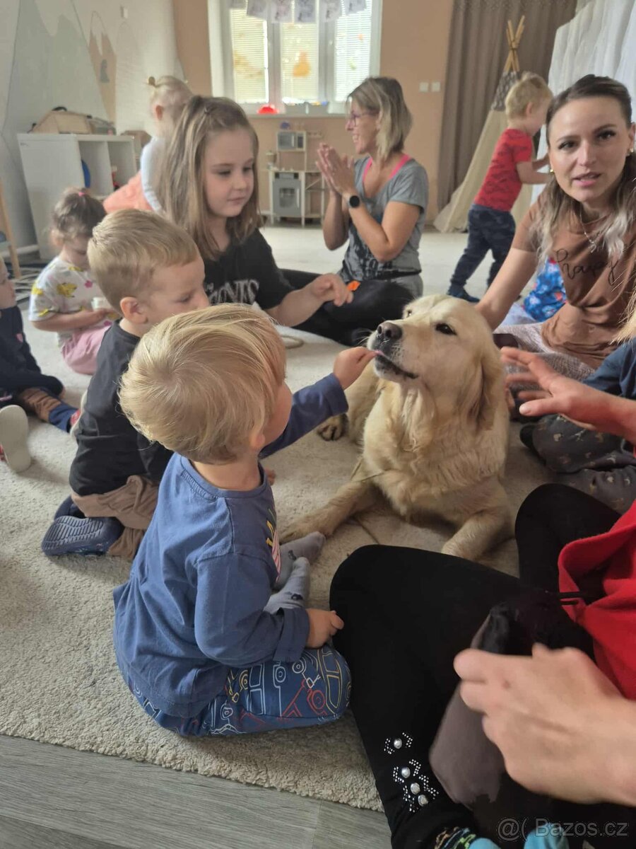 Zlatý retrívr štěně s PP - 11