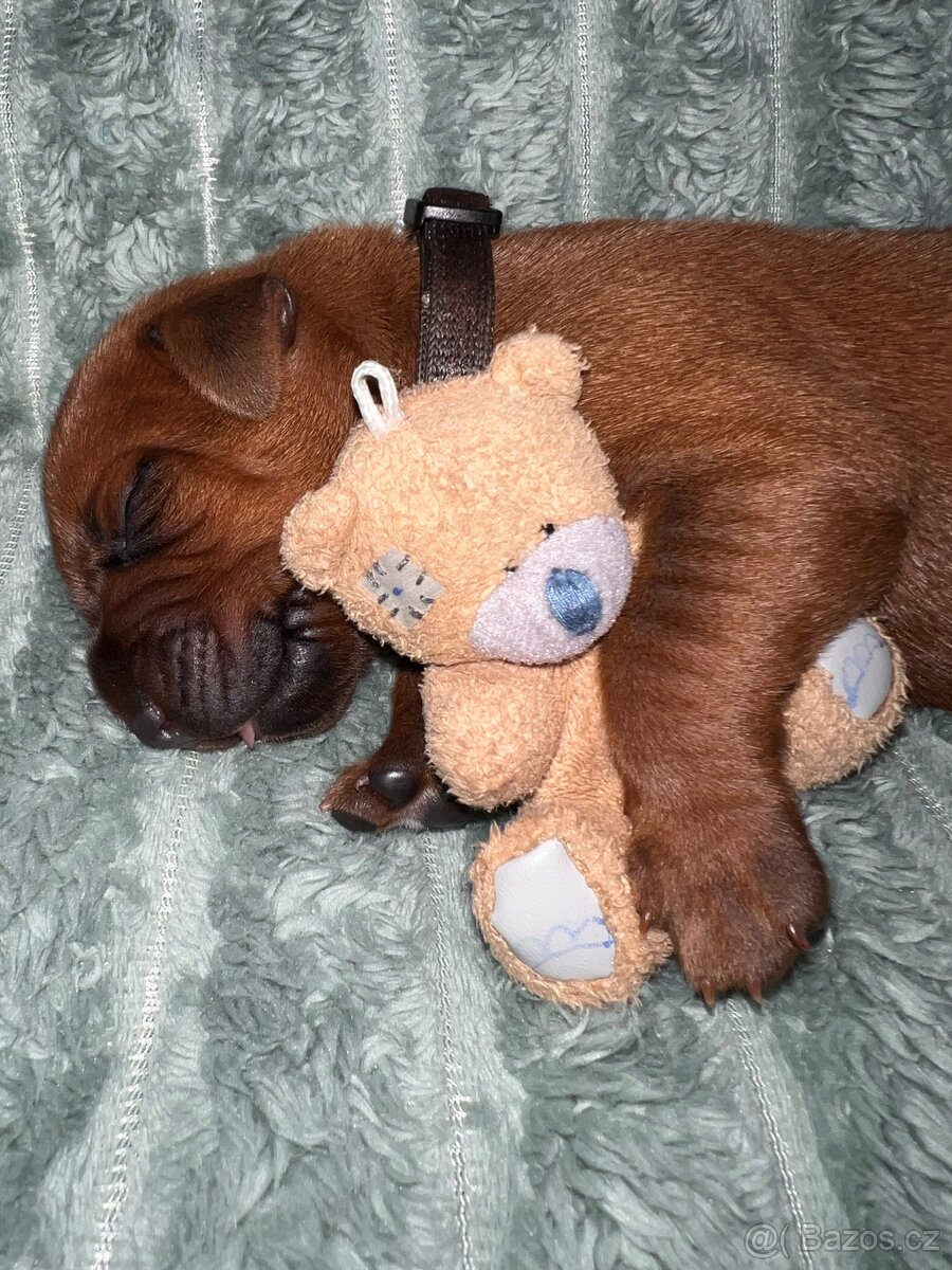 Štěně Rhodéský Ridgeback - 11