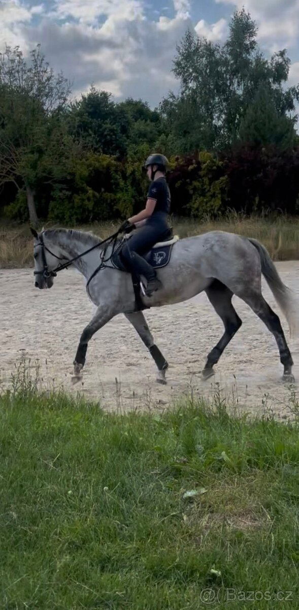 8 letá klisna do sportu - 11