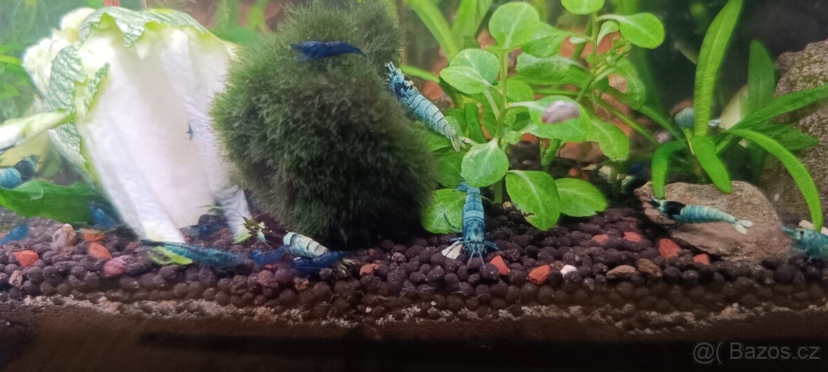 Akara cichlida papuščí endlerky krevetky - 11