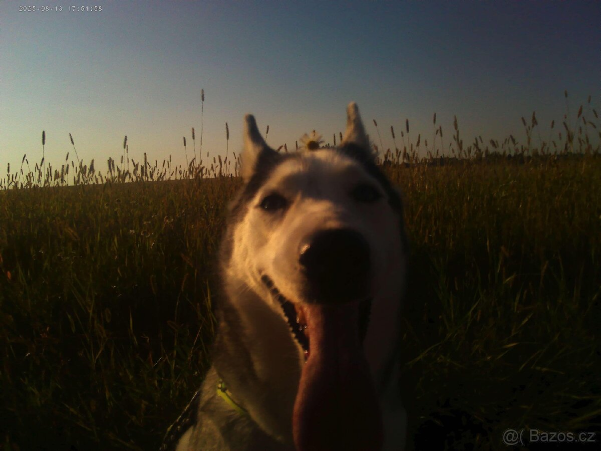 Sibiřský husky kira, prosím přečtěte si popis - 11