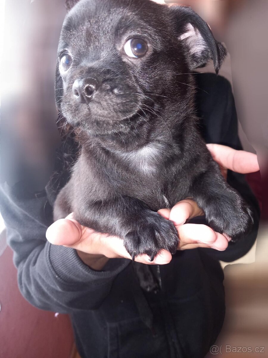 Štěňata Mops > s pinčem - 11