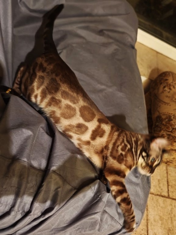 BENGÁLSKÁ KOČKA - kočička s PP - 11