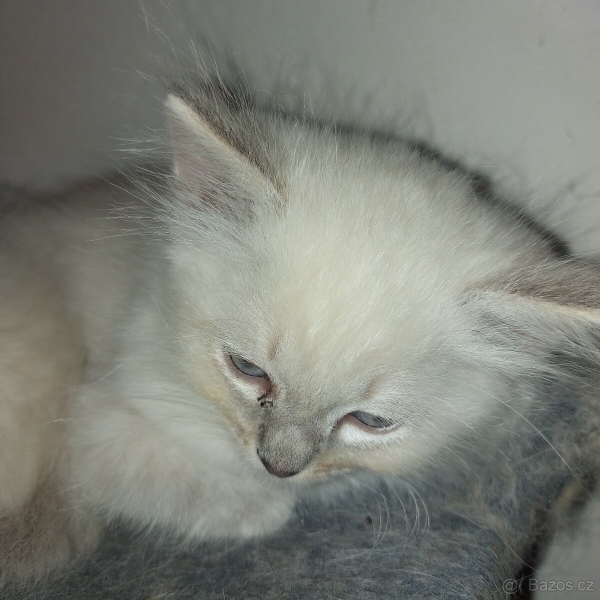 Maciatka ragdoll na odber - 11