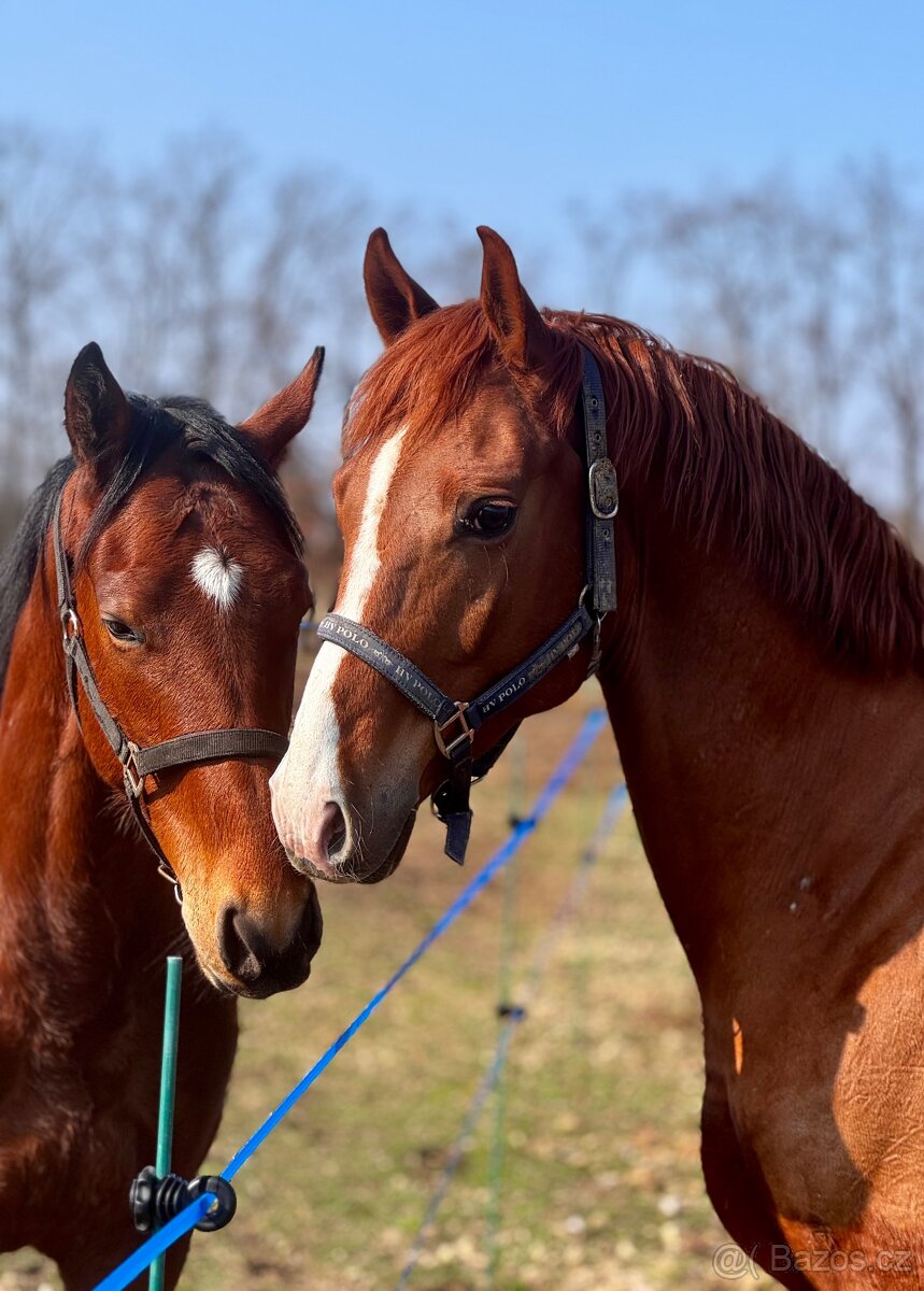 2021 TOP Valach - 11