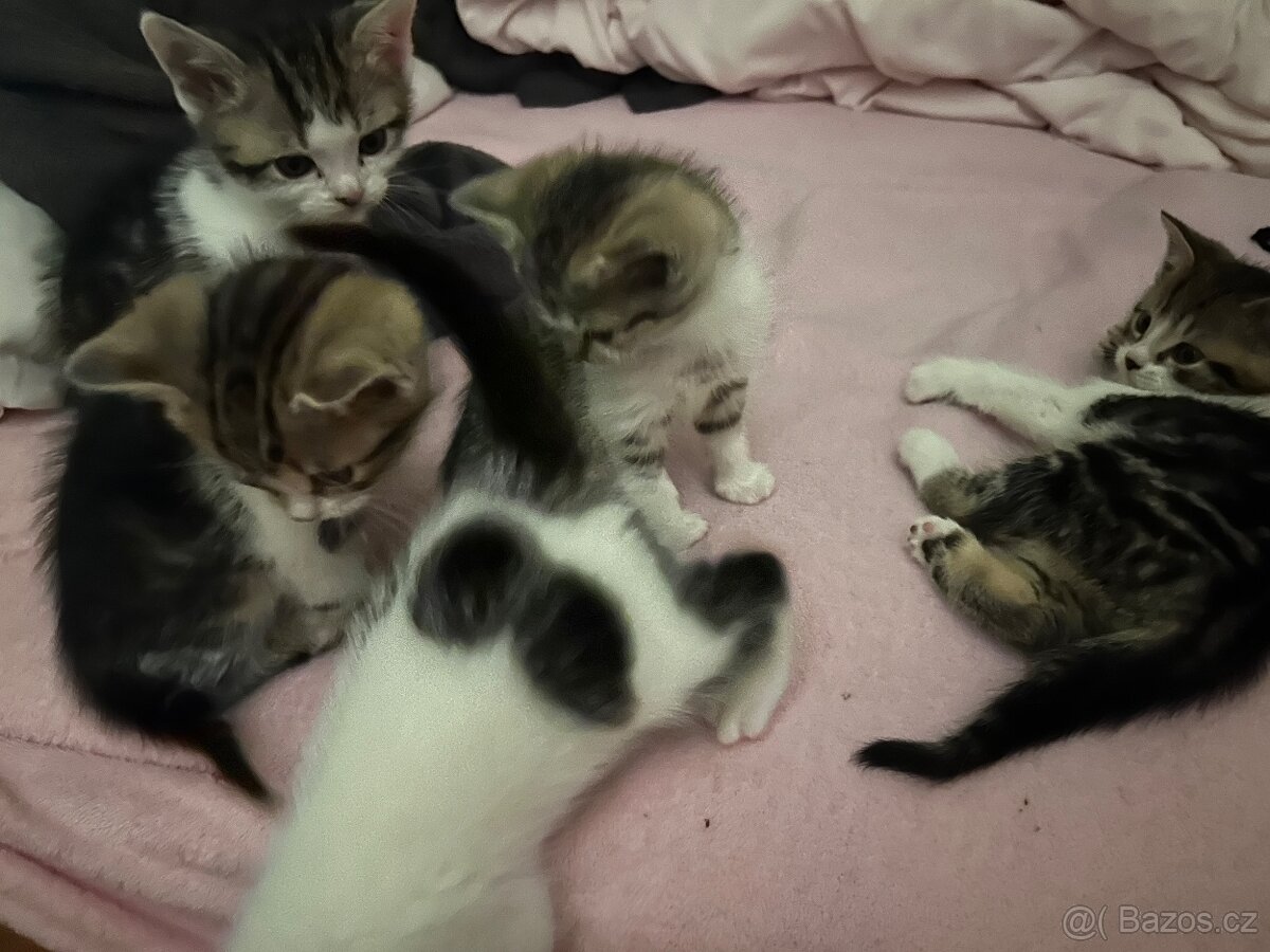 6 Rozkošných Koťátek (Máma Britka s PP x Pouliční Elegán) - 11
