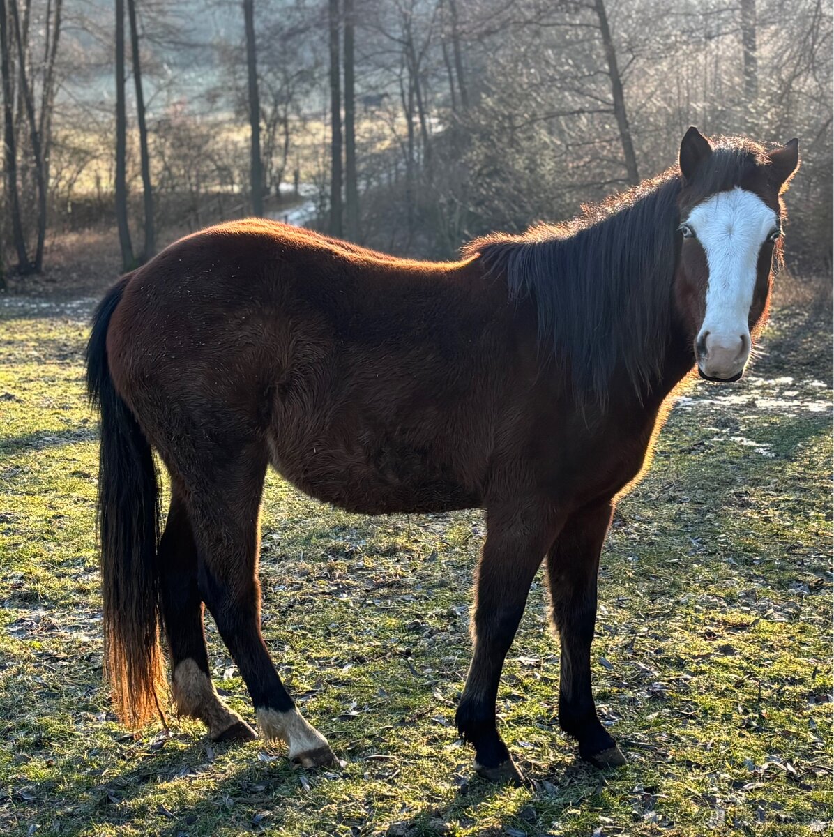 Kobylka 1,5 roku Appa x kříženec - 11